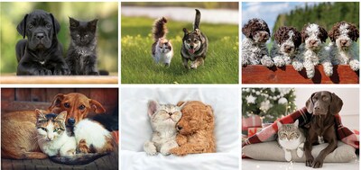 Custom Furry Friends Spiral Wall Calendar
