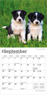 2026 BrownTrout Border Collie Puppies 7" x 7" Monthly Wall Calendar (9798330702534)