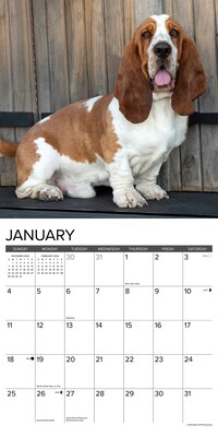 2026 Willow Creek Basset Hounds 12" x 12" Monthly Wall Calendar (50095)