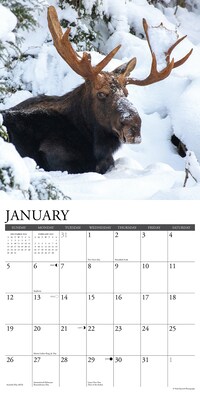 2025 Willow Creek Moose 12" x 12" Monthly Wall Calendar (44032)