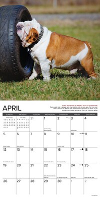 2026 Willow Creek Bulldog Bad Boys 12" x 12" Monthly Wall Calendar (50415)