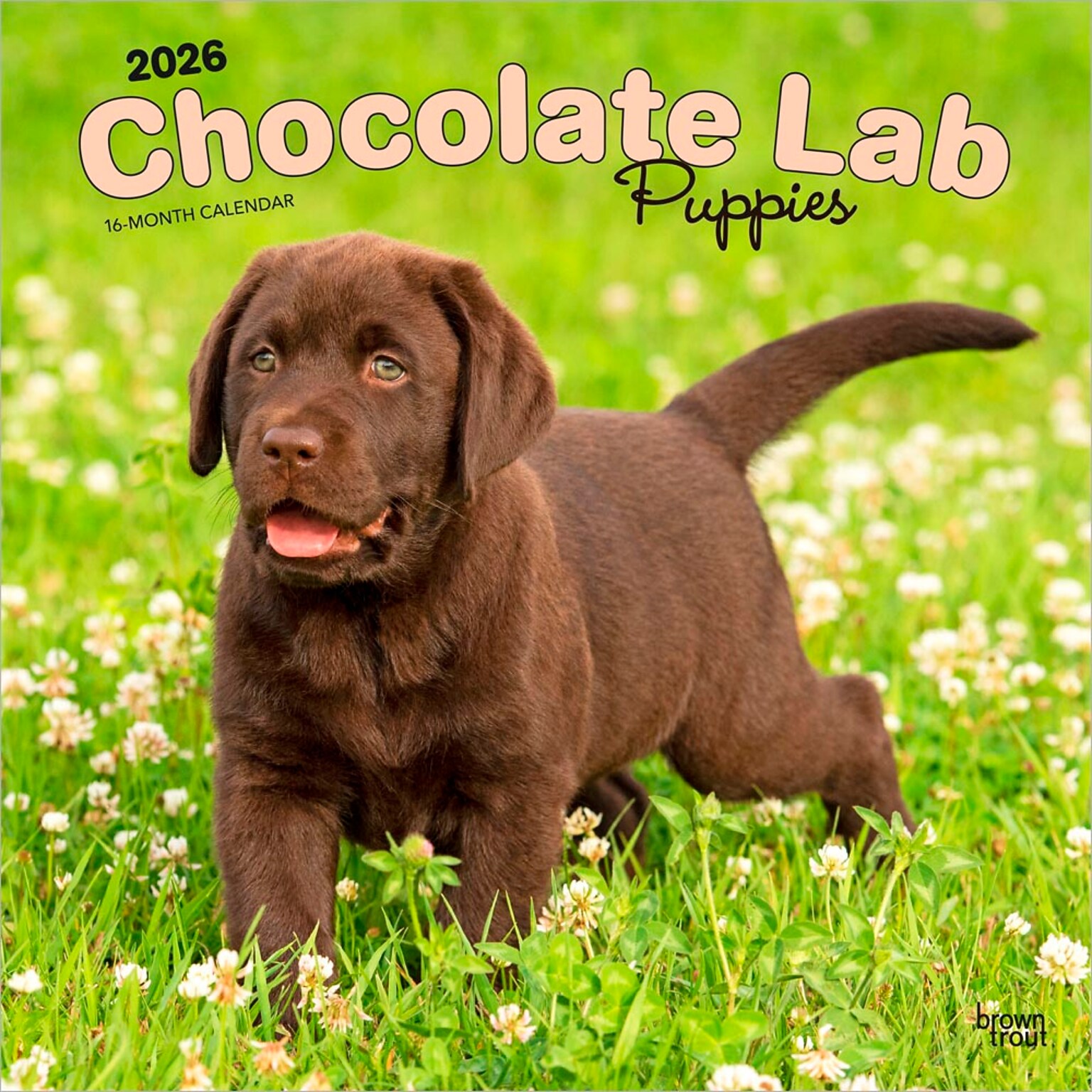 2026 BrownTrout Chocolate Labrador Retriever Puppies 12 x 12 Monthly Wall Calendar (9798330704200)