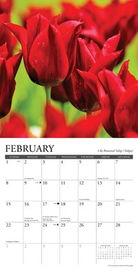 2026 Willow Creek Flowers 7" x 7" Monthly Wall Calendar (53584X)