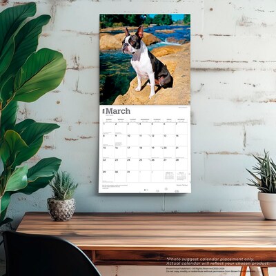2026 BrownTrout Boston Terriers 12" x 12" Monthly Wall Calendar (9798330702602)