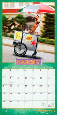 2026 BrownTrout Dogs Gone Wild 12" x 12" Monthly Wall Calendar (9798330701445)