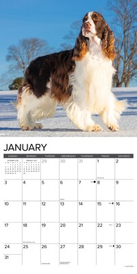 2027 Willow Creek English Springer Spaniels 12" x 12" Monthly Wall Calendar (60094)