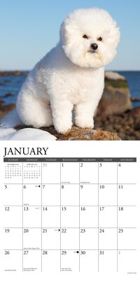 2025 Willow Creek Just Bichons Frises 12" x 12" Monthly Wall Calendar (41741)