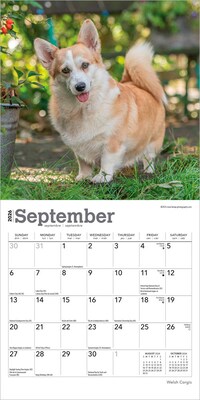 2026 BrownTrout Welsh Corgis 7" x 7" Monthly Wall Calendar (9798330706228)