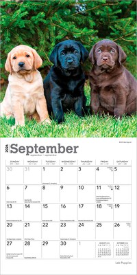 2026 BrownTrout Lab Puppies 7" x 7" Monthly Wall Calendar (9798330704163)