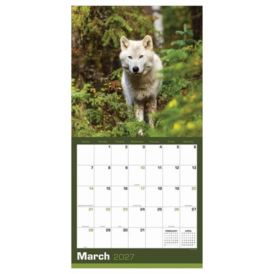2027 TF Publishing Wolves 12 x 12 Monthly Wall Calendar, Multicolored (27-1035)