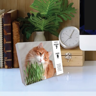 2025 Willow Creek What Cats Teach Us 6" x 5.5" Day-to-Day Calendar (41109)