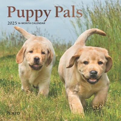 2025 Plato Puppy Pals 7 x 14 Monthly Mini Wall Calendar, (9781975478971)