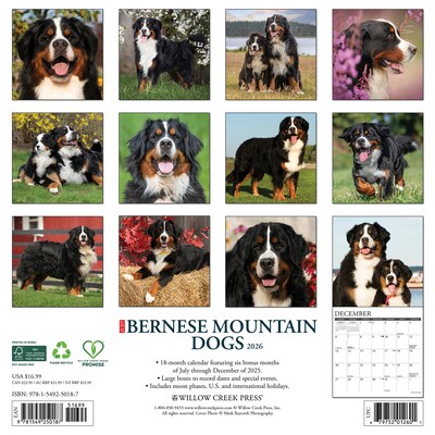 2026 Willow Creek Bernese Mountain Dogs 12 x 12 Monthly Wall Calendar (50187)