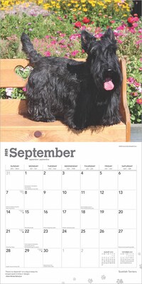 2025 BrownTrout Scottish Terriers 12" x 24" Monthly Square Wall Calendar, (9781975475673)