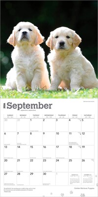 2026 BrownTrout Golden Retriever Puppies 12" x 12" Monthly Wall Calendar (9798330703463)