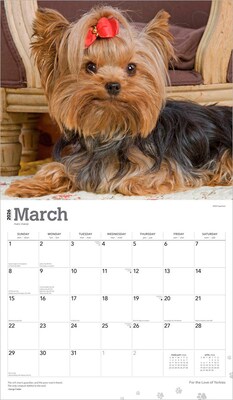 2026 BrownTrout For the Love of Yorkshire Terriers 14" x 12" Monthly Wall Calendar (9798330707188)