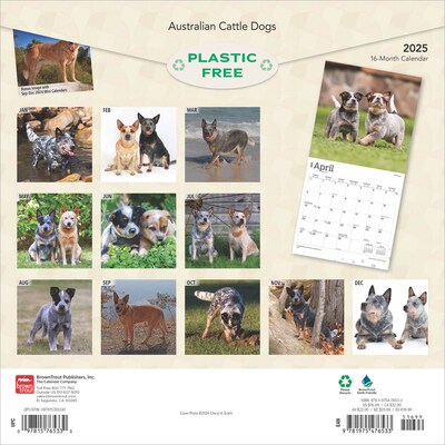 2025 BrownTrout Australian Cattle Dogs 12 x 24 Monthly Square Wall Calendar (9781975476533)