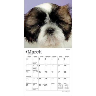 2027 BrownTrout Shih Tzu Puppies 7" x 7" Monthly Wall Calendar (9798330710089)