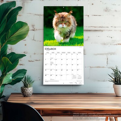2027 BrownTrout Maine Coon Cats 12" x 12" Monthly Wall Calendar (9798330711819)
