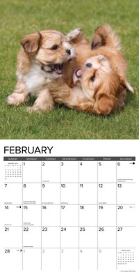 2027 Willow Creek Puppy Playmates 12" x 12" Monthly Wall Calendar, Assorted Colors (61961)