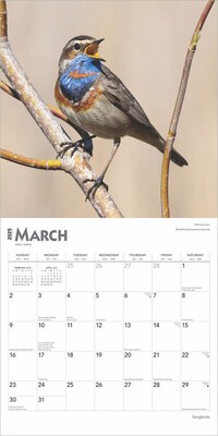 2025 BrownTrout Songbirds 12" x 12" Monthly Square Wall Calendar (9781975477806)