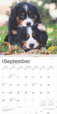 2025 BrownTrout Bernese Mountain Dogs 12" x 12" Monthly Wall Calendar (9781975476625)