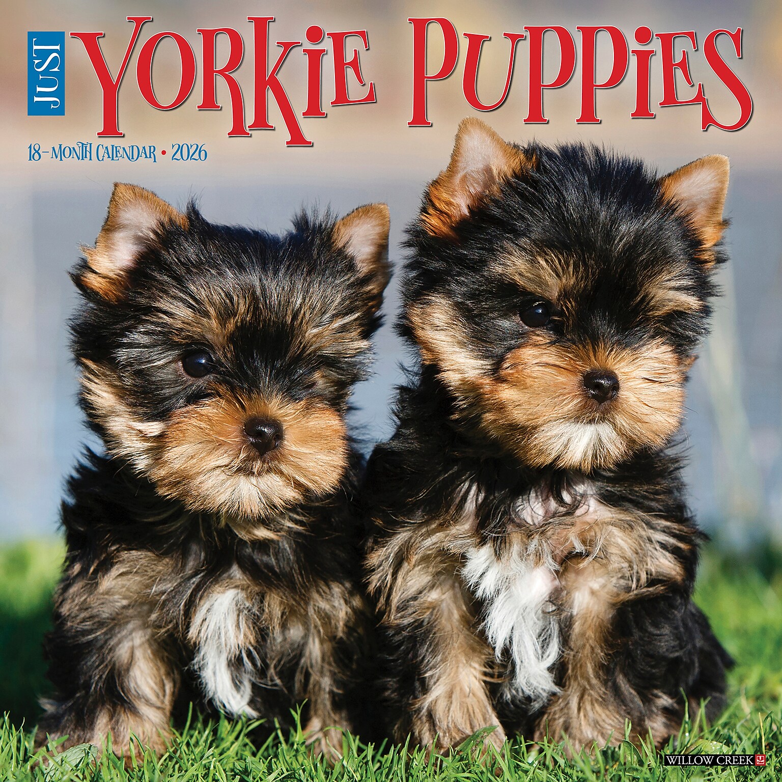 2026 Willow Creek Yorkie Puppies 12 x 12 Monthly Wall Calendar, Reversible (53362)