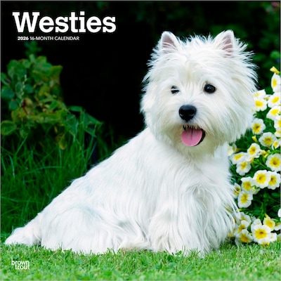 2026 BrownTrout West Highland White Terriers 12 x 12 Monthly Wall Calendar (9798330706280)