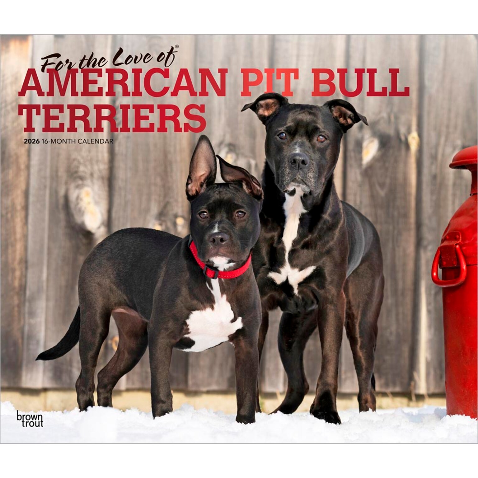 2026 BrownTrout American Pit Bull Terriers 14 x 12 Monthly Wall Calendar (9798330707867)
