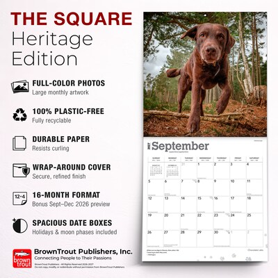 2027 BrownTrout Chocolate Labrador Retrievers 12" x 12" Monthly Wall Calendar (9798330712564)