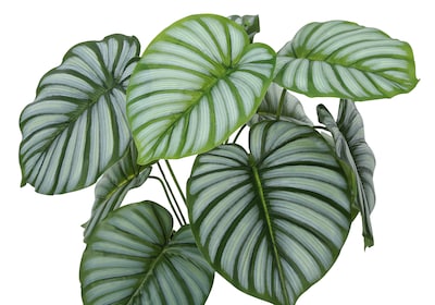 Monarch Specialties Inc. 24" Artificial Calathea Plant in Pot (I 9577)