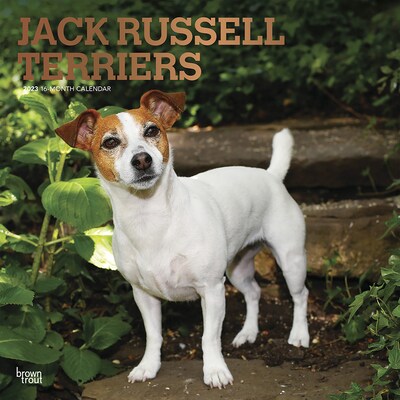 2023 BrownTrout Jack Russell Terriers 12 x 12 Monthly Wall Calendar, (9781975451868)