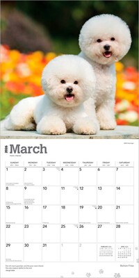 2026 BrownTrout Bichon Frise 12" x 12" Monthly Wall Calendar (9798330702411)