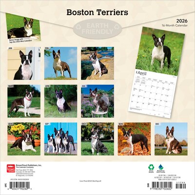 2026 BrownTrout Boston Terriers 12 x 12 Monthly Wall Calendar (9798330702602)