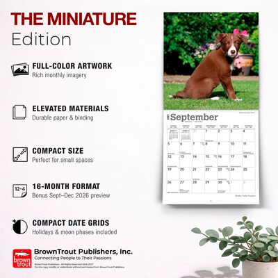 2027 BrownTrout Border Collie Puppies 7" x 7" Monthly Wall Calendar, Assorted Colors (9798330709915)