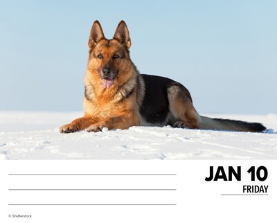 2025 Willow Creek German Shepherds 6" x 5.5" Day-to-Day Calendar, Multicolor (40843)