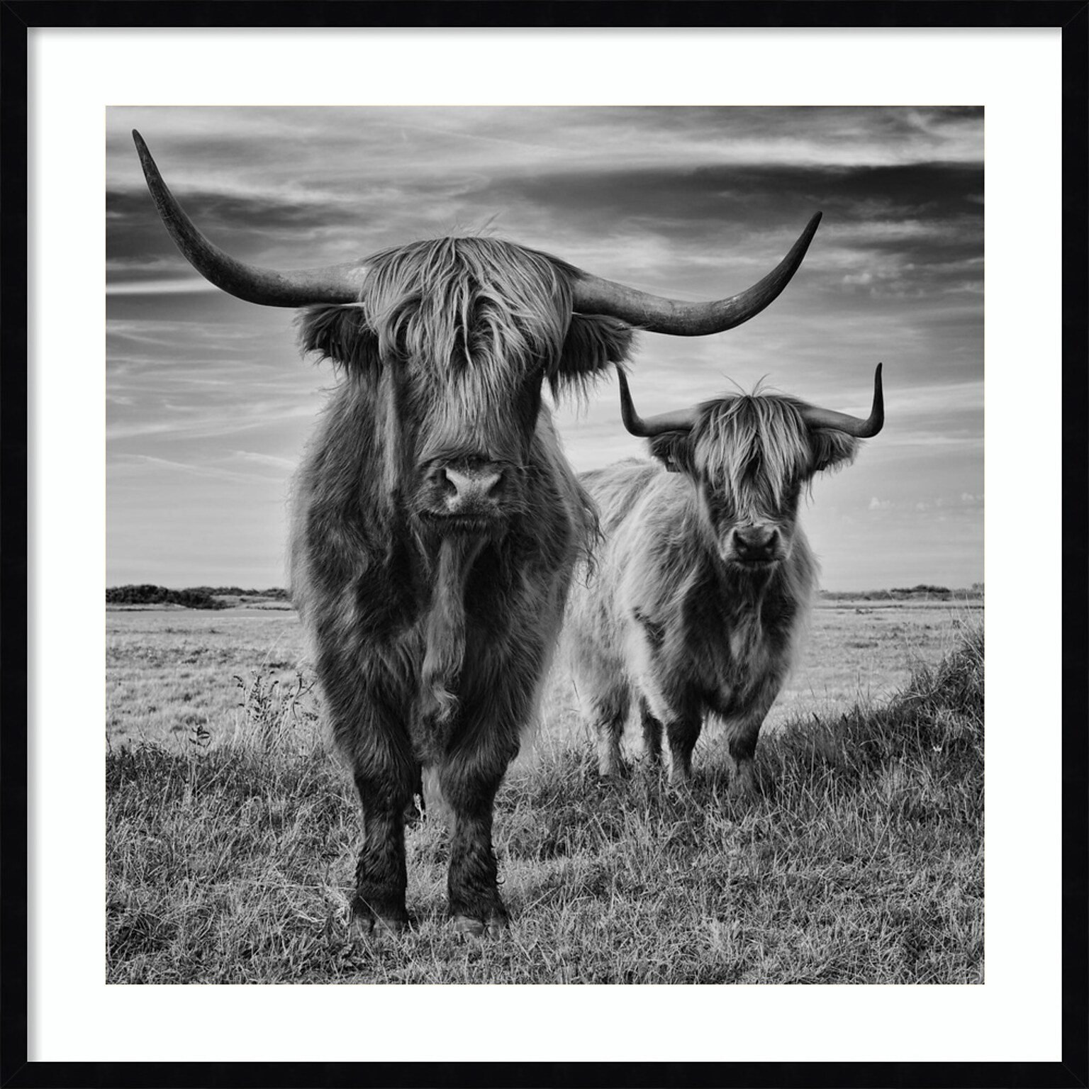 Amanti Art Highland Cow Couple by Stephane Pecqueux Wood Framed Wall Art Print, 33 x 33 (A42677163164)
