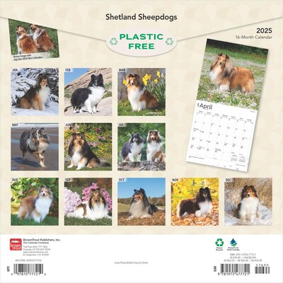 2025 BrownTrout Shetland Sheepdogs 12 x 24 Monthly Square Wall Calendar, (9781975477721)