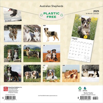 2025 BrownTrout Australian Shepherds 12 x 12 Monthly Wall Calendar (9781975476557)