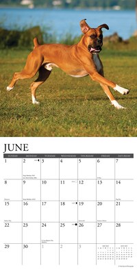 2025 Willow Creek Just Boxers 12" x 12" Monthly Wall Calendar, Multicolor (41949)
