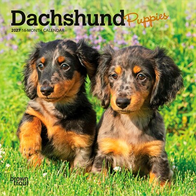 2027 BrownTrout Dachshund Puppies 7 x 7 Monthly Wall Calendar, Assorted Colors (9798330709977)
