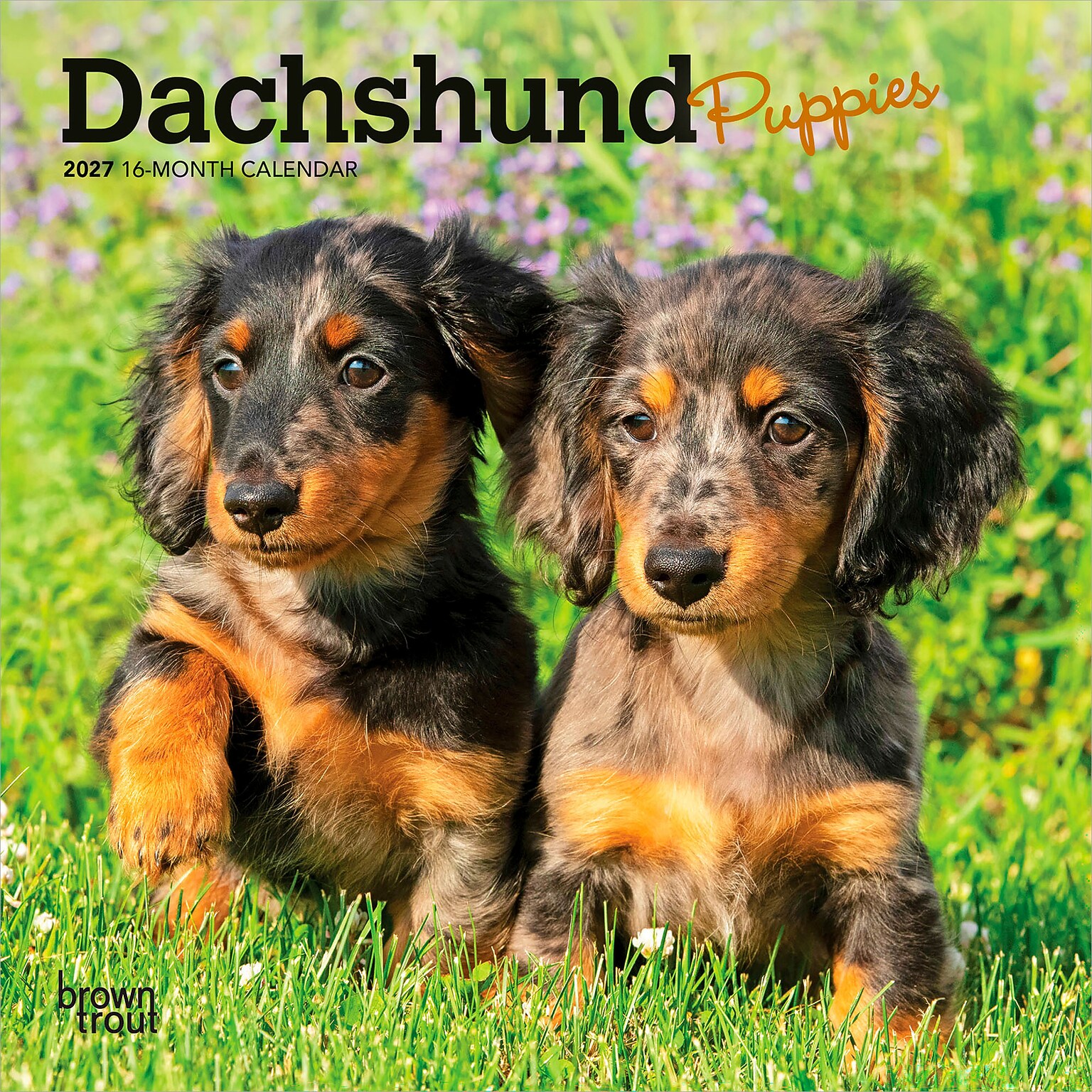 2027 BrownTrout Dachshund Puppies 7 x 7 Monthly Wall Calendar, Assorted Colors (9798330709977)