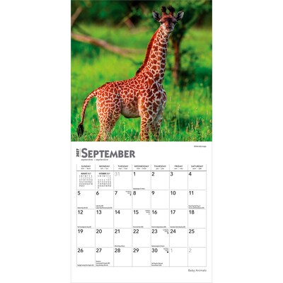 2027 BrownTrout Baby Animals 7" x 7" Monthly Wall Calendar, Assorted Colors (9798330709755)