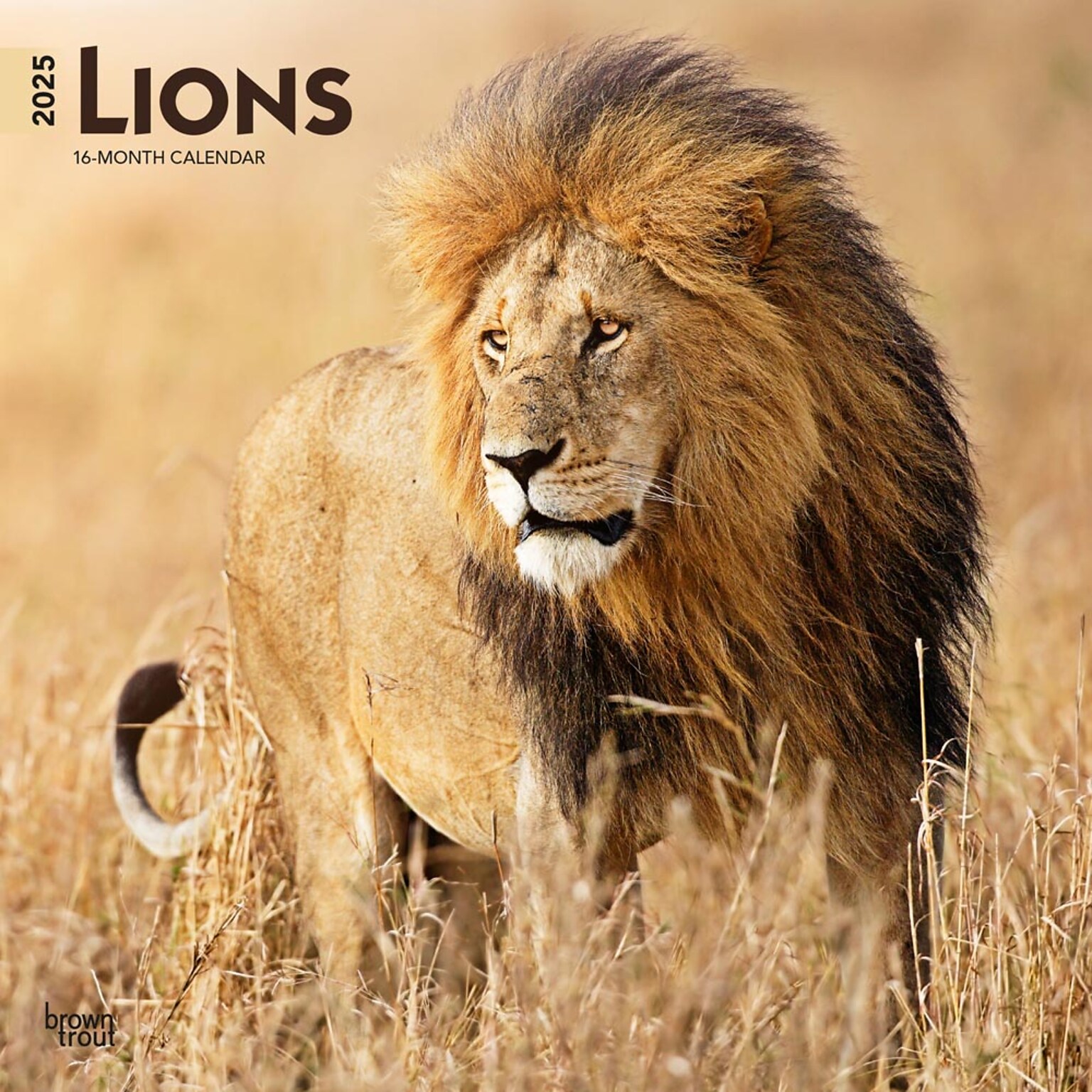 2025 BrownTrout Lions 12 x 12 Monthly Wall Calendar (9781975476458)