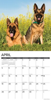 2026 Willow Creek German Shepherds 12" x 12" Monthly Wall Calendar (51238)