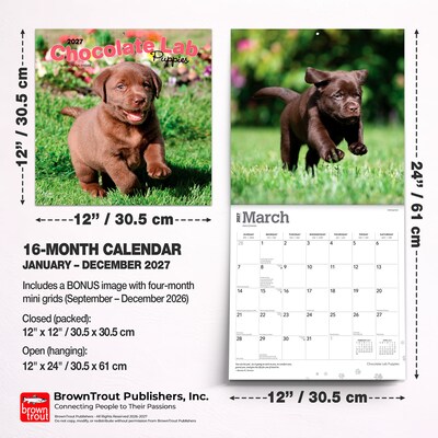 2027 BrownTrout Chocolate Labrador Retriever Puppies 12" x 12" Monthly Wall Calendar (9798330712533)