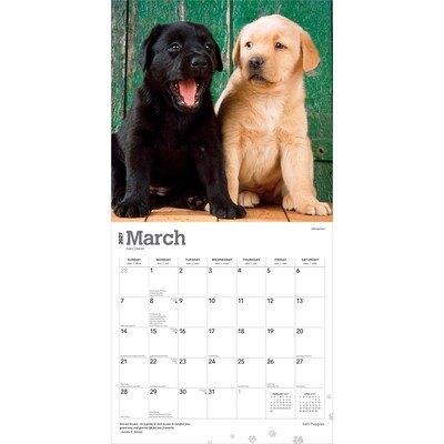 2027 BrownTrout Labrador Retriever Puppies 12" x 12" Monthly Wall Calendar (9798330712519)
