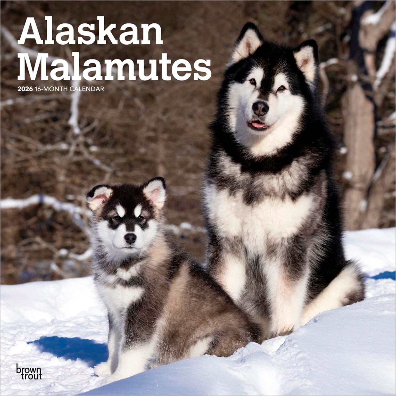 2026 BrownTrout Alaskan Malamutes 12 x 12 Monthly Wall Calendar (9798330702053)