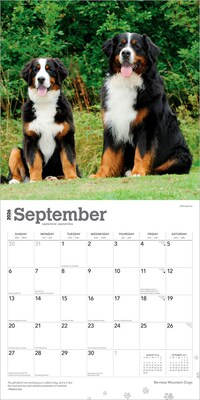 2026 BrownTrout Bernese Mountain Dogs 12" x 12" Monthly Wall Calendar (9798330702398)