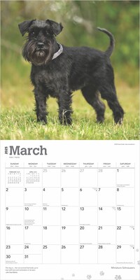 2025 BrownTrout ature Schnauzers 12" x 12" Monthly  Wall Calendar (9781975477684)